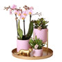 Roze orchidee en succulenten op gouden schaal